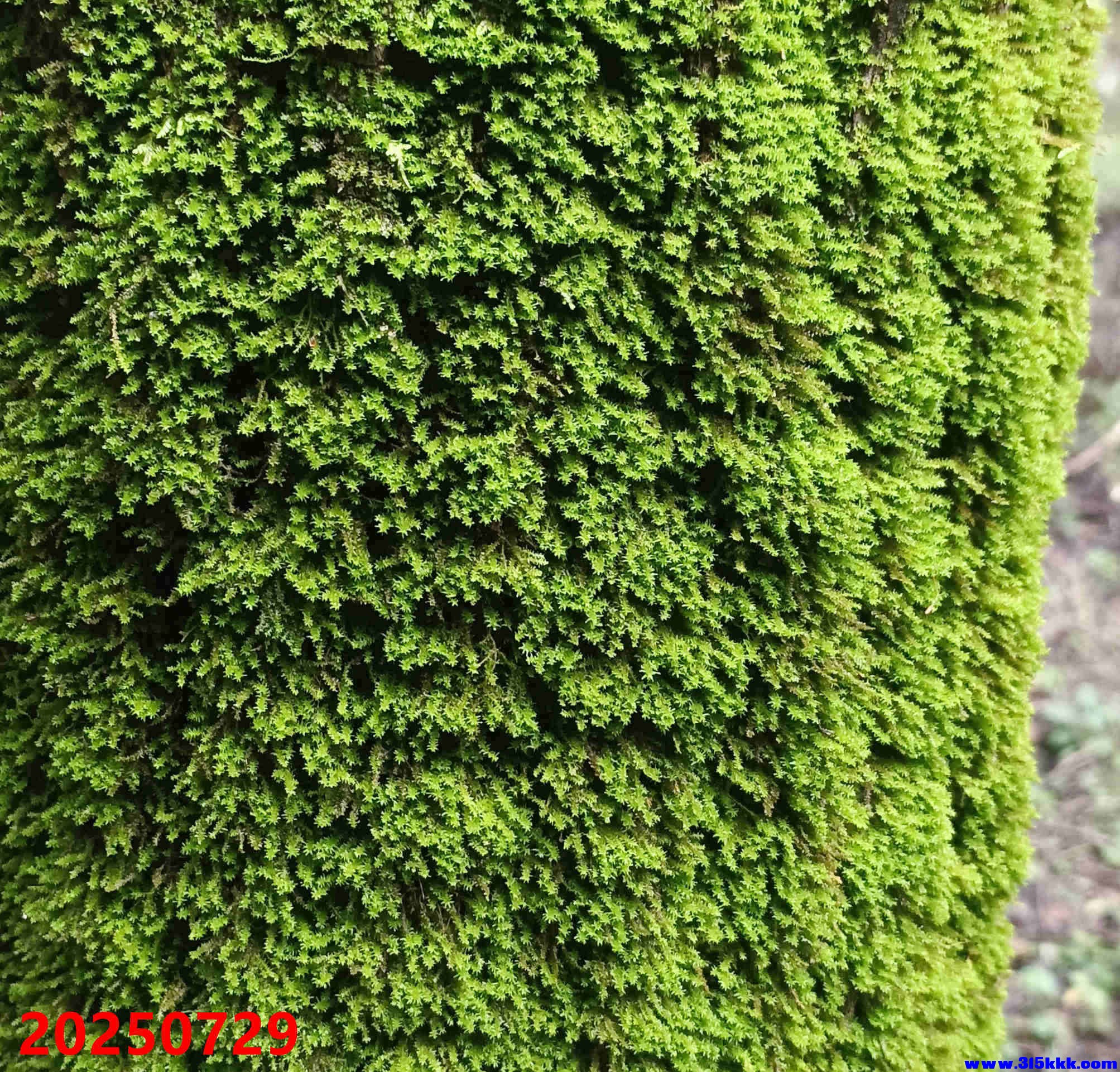 榆树上的青苔一