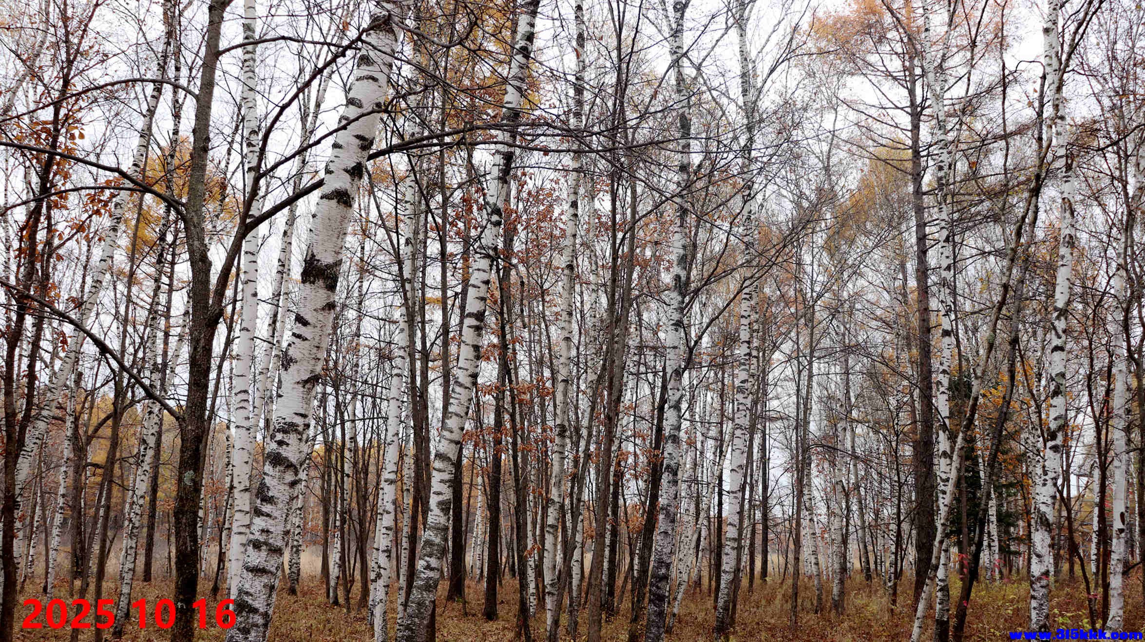 图二：湿地天然白桦林
