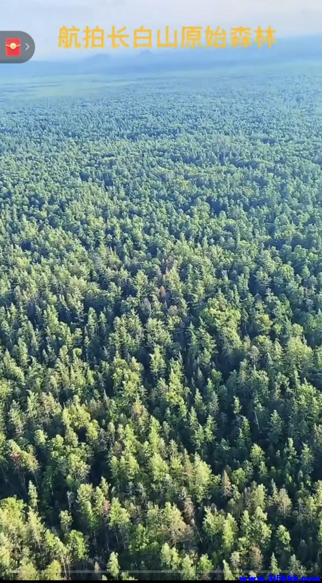图十一：一望无际的长白上原始森林