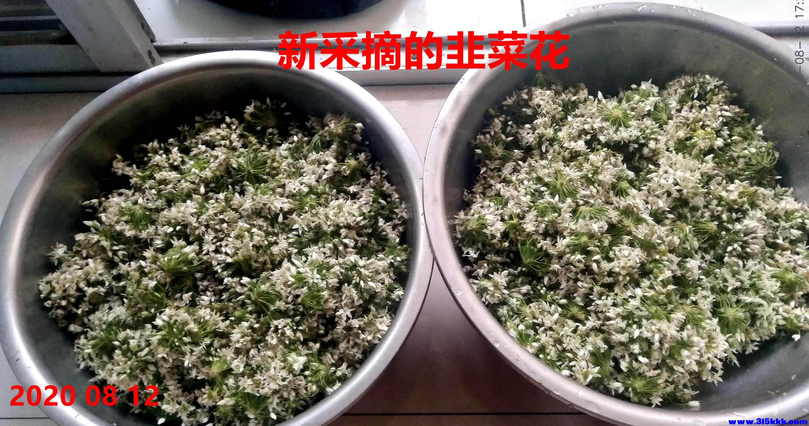 图一：新采摘的韭菜花